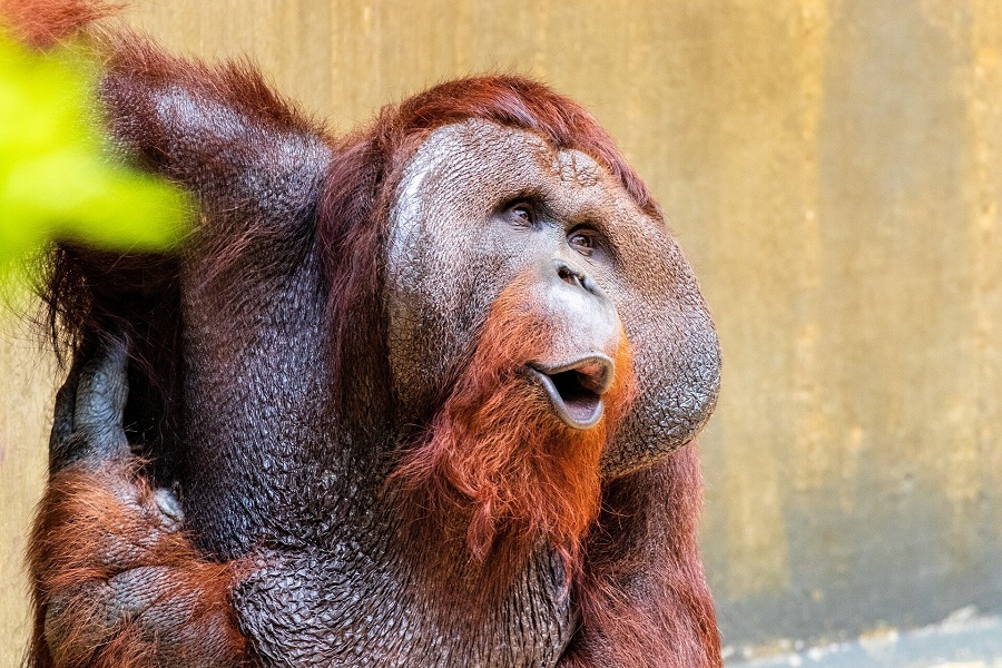 Орангутаны могут издавать два звука одновременно, выяснили ученые