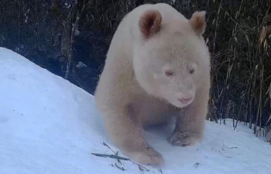 панда-альбинос