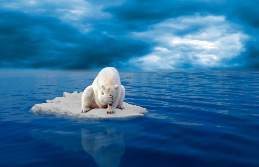 белый медведь на льду