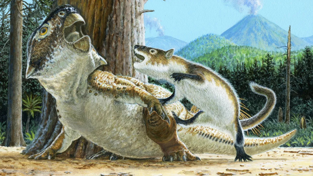 Найдена окаменелая сцена боя млекопитающего против динозавра