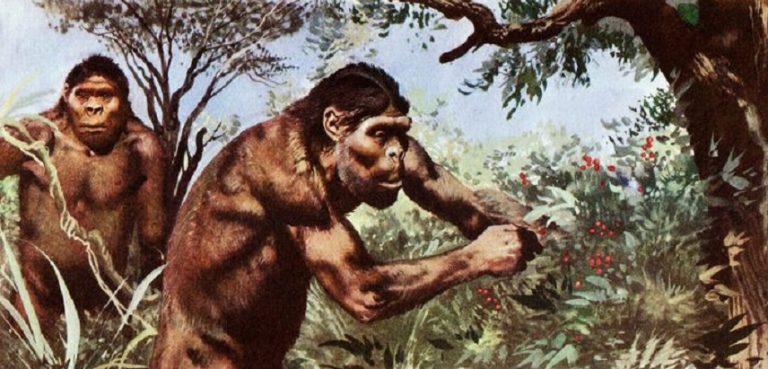 Paranthropus robustus