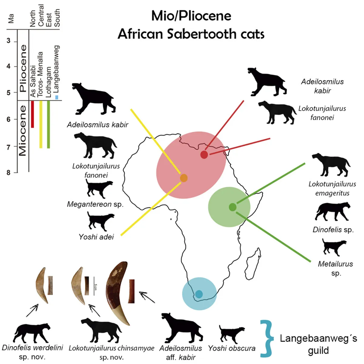 Распространение вымерших саблезубых кошек в Африке