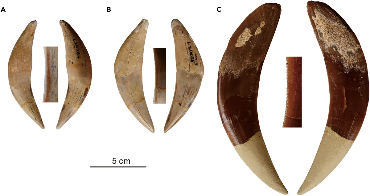 Набор зубов от Dinofelis, Lokotunjailurus и Adeilosmilus. 