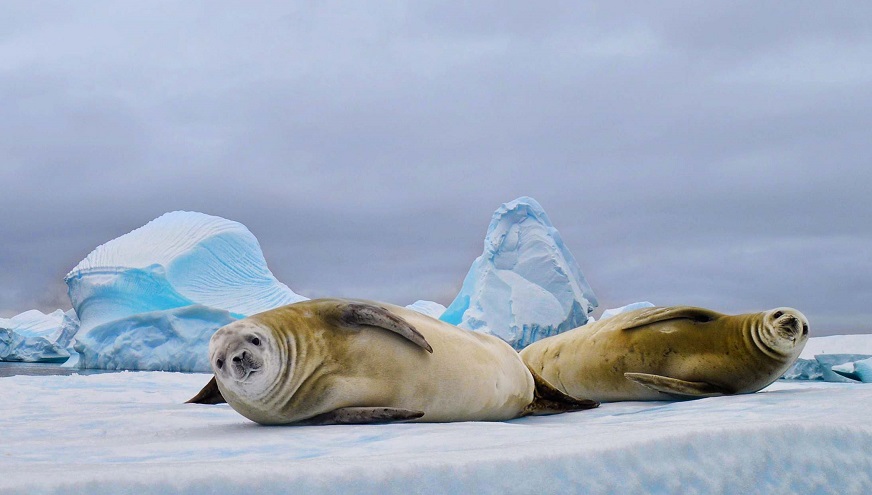 тюлени антарктида