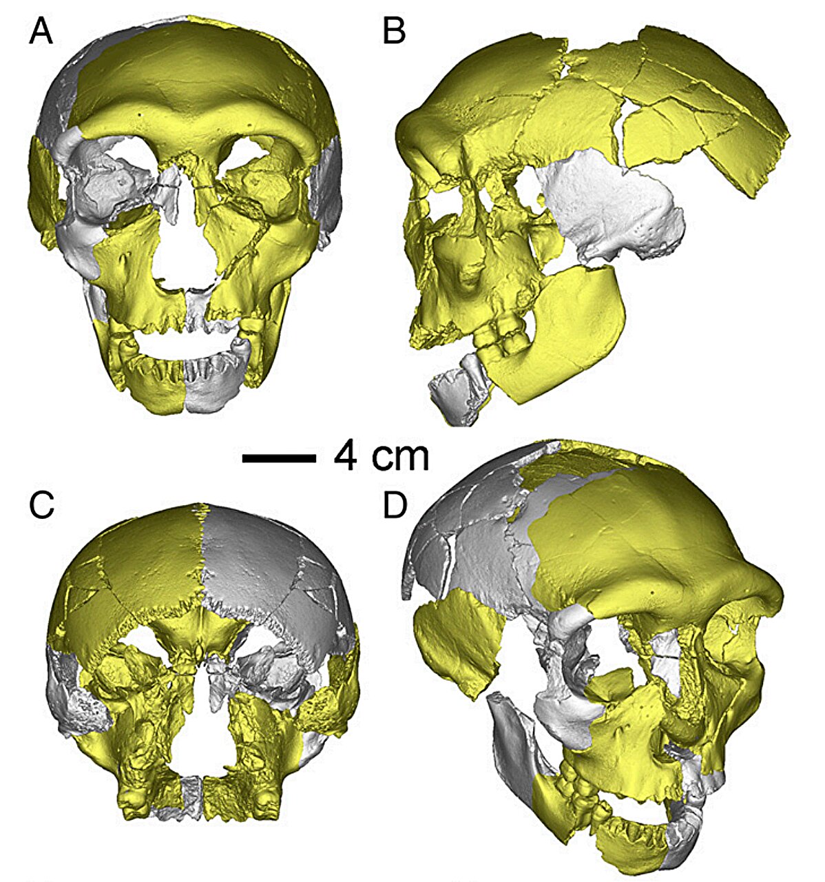 Виртуально реконструированный череп HLD 6