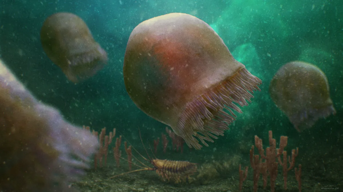 медуза Burgessomedusa phasmiformis