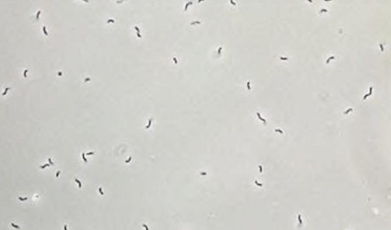 микроорганизмы, встречающиеся в Баренцевом море, способствуют коррозии стали