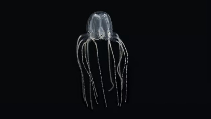 Медузы учатся, не имея мозга — новое исследование