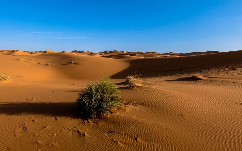 Пустыня Сахара превращается в зеленый лес каждые 21 000 лет