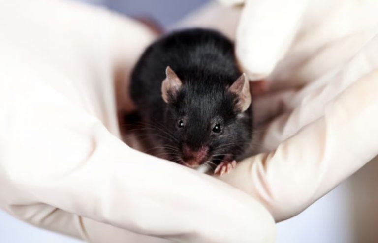 лабораторная мышь
