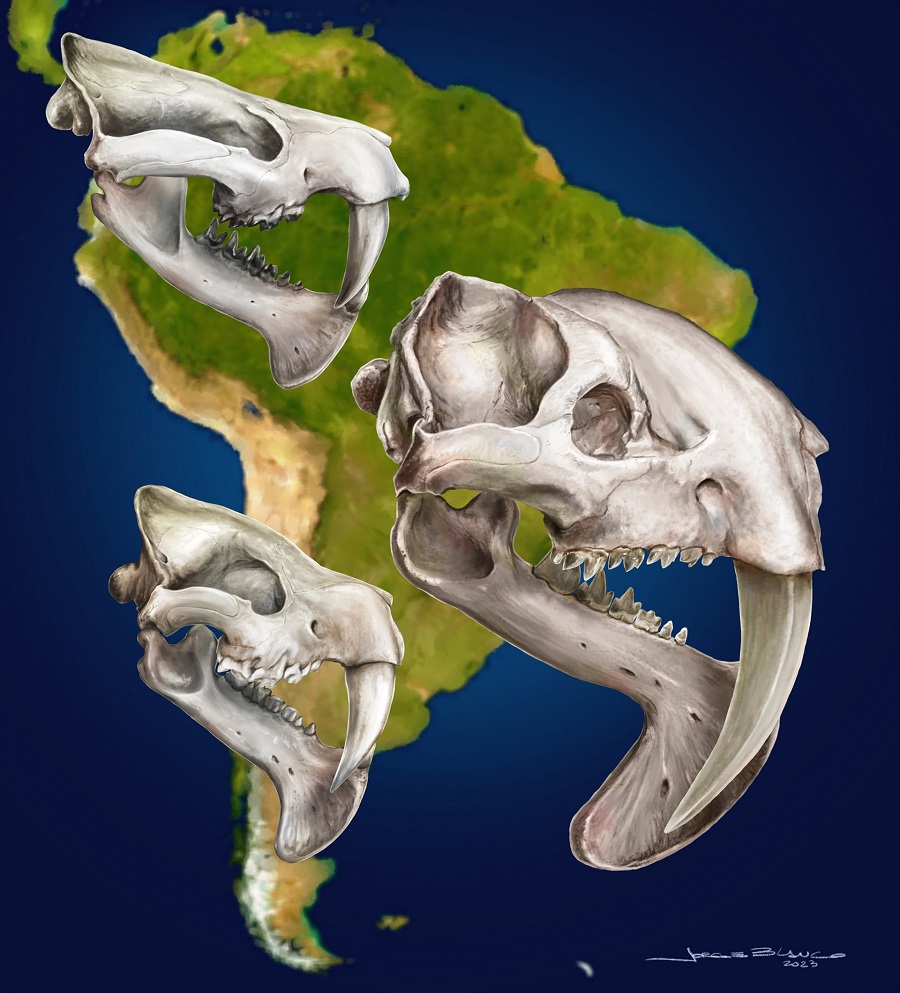 Три вида семейства Thylacosmilidae на южноамериканском континенте: Anachlysictis gracilis (слева вверху), Thylacosmilus atrox (справа) и Patagosmilus goini (слева внизу)