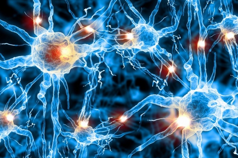 нейроны мозг