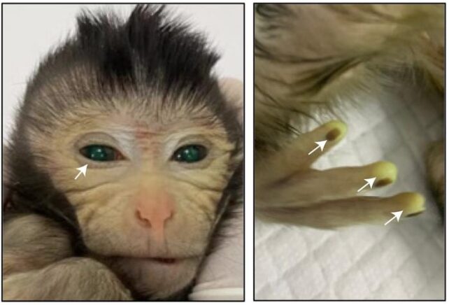 Зеленые флуоресцентные сигналы в глазах и пальцах живорожденной химерной обезьяны в возрасте трех дней.