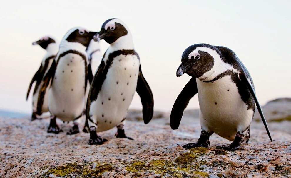 Африканские пингвины используют черные точки на брюшке для индивидуального распознавания