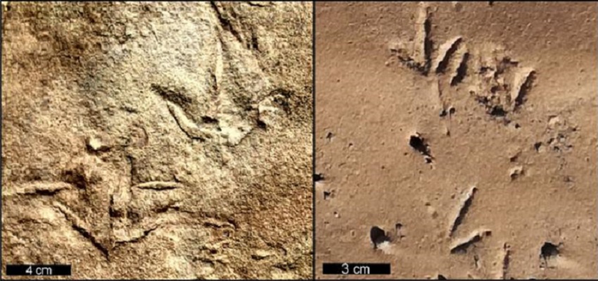 Окаменелые следы Trisauropodiscus