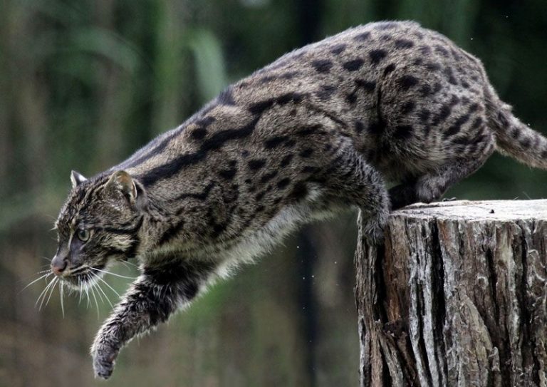 Кошка-рыболов