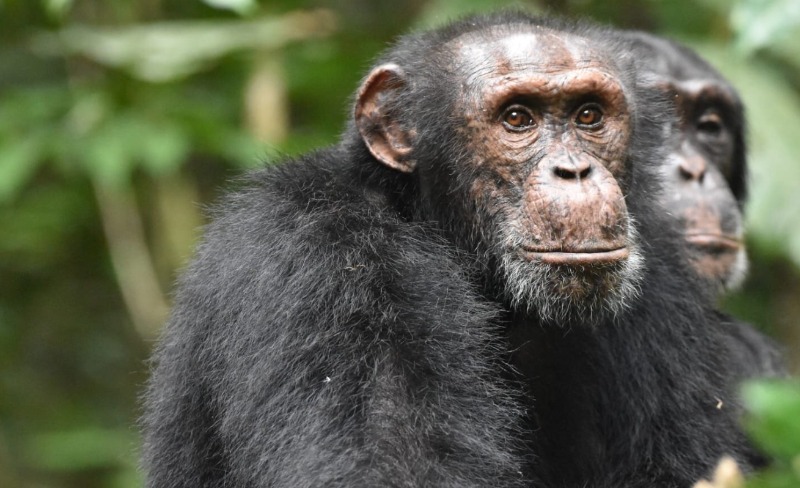 Шимпанзе используют вершины холмов для разведки конкурирующих групп обезьян