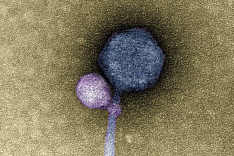 Изображение спутникового вируса, прикрепленного к вирусу-помощнику