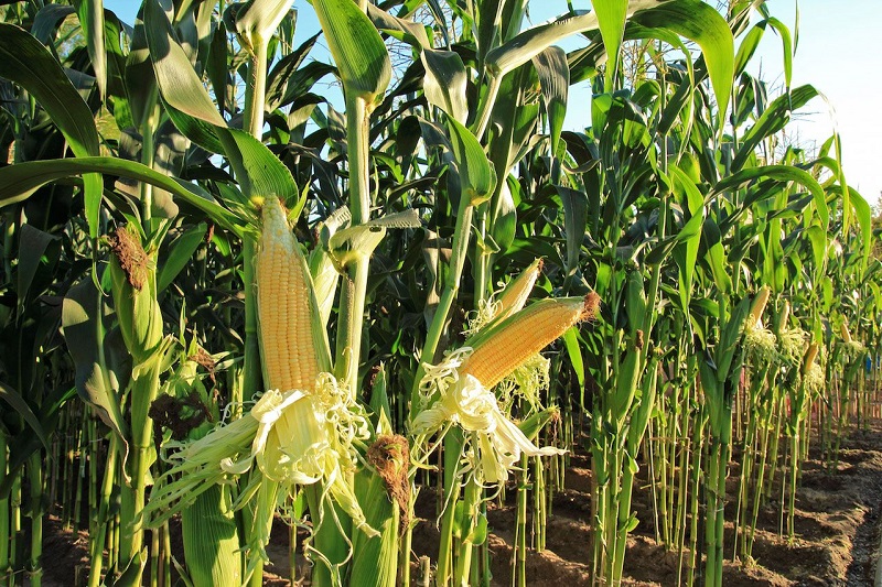 кукуруза поле