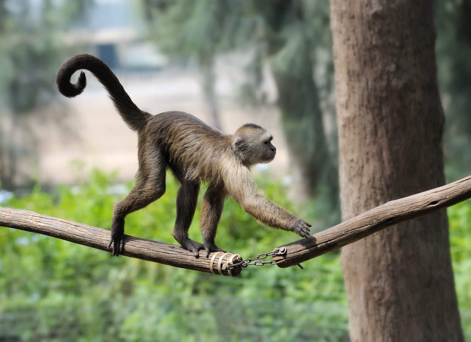 обезьяна с хвостом
