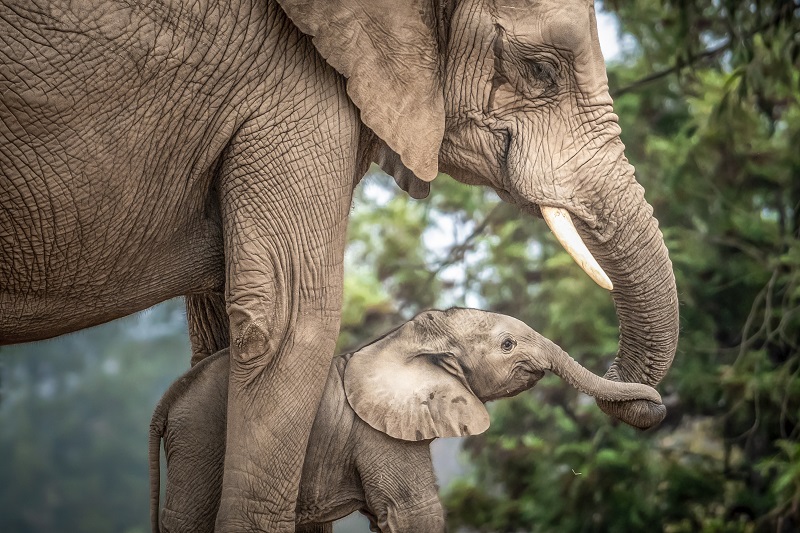 слон и слоненок