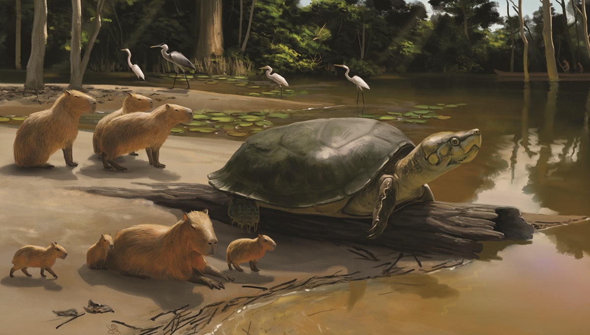 Визуализация недавно обнаруженной гигантской черепахи Peltocephalus maturin