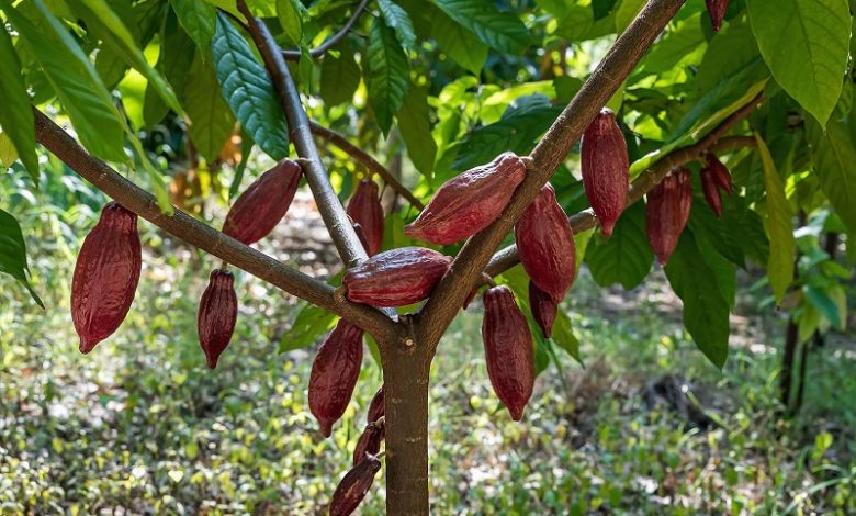 деревья какао