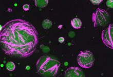 Синтетические клетки