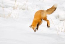 Рыжая лисица охотится на мышей, ныряя головой в снег.
