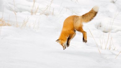 Рыжая лисица охотится на мышей, ныряя головой в снег.