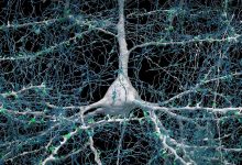 Один нейрон (белый) соединяется с более чем 5000 аксонами (синий) других нейронов