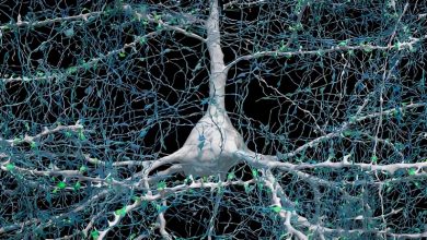 Один нейрон (белый) соединяется с более чем 5000 аксонами (синий) других нейронов
