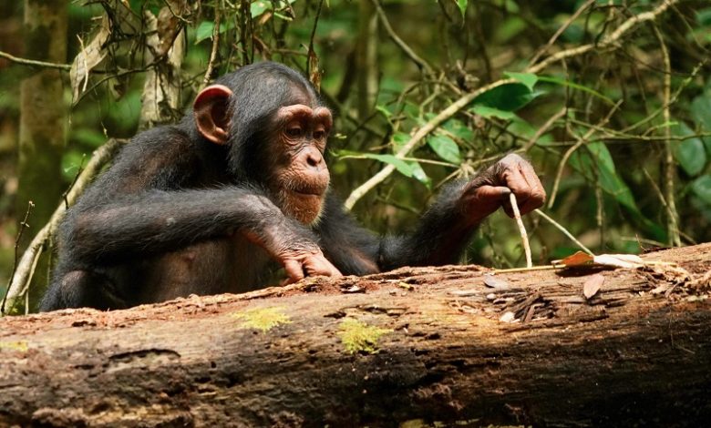 Шимпанзе используют палку для добычи пищи