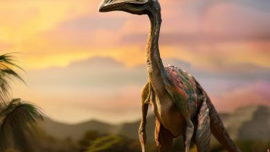 Gallimimus