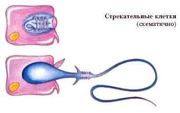 СТРЕКАТЕЛЬНЫЕ КЛЕТКИ фото №2