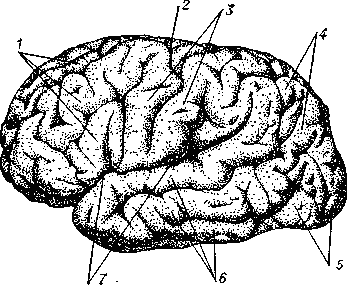 КОРА БОЛЬШИХ ПОЛУШАРИЙ ГОЛОВНОГО МОЗГА фото №2