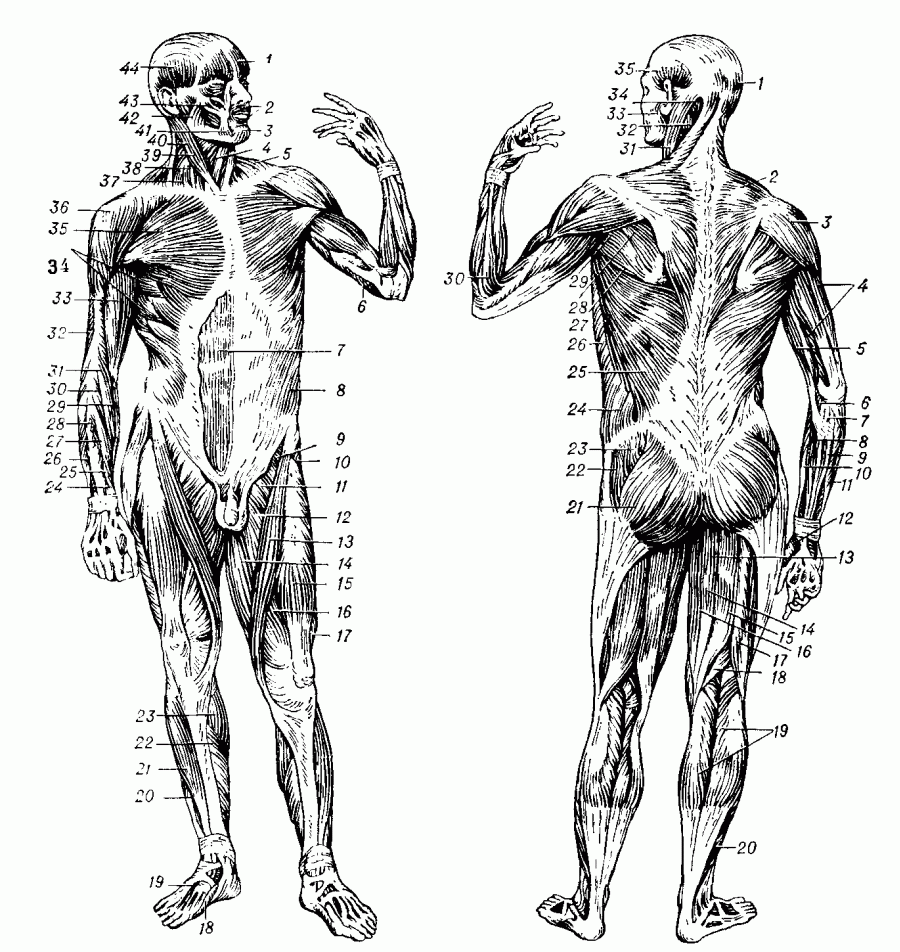 МЫШЦЫ фото