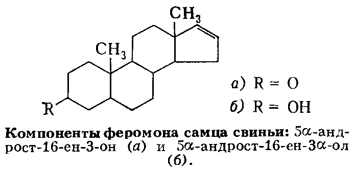 ФЕРОМОНЫ фото №3