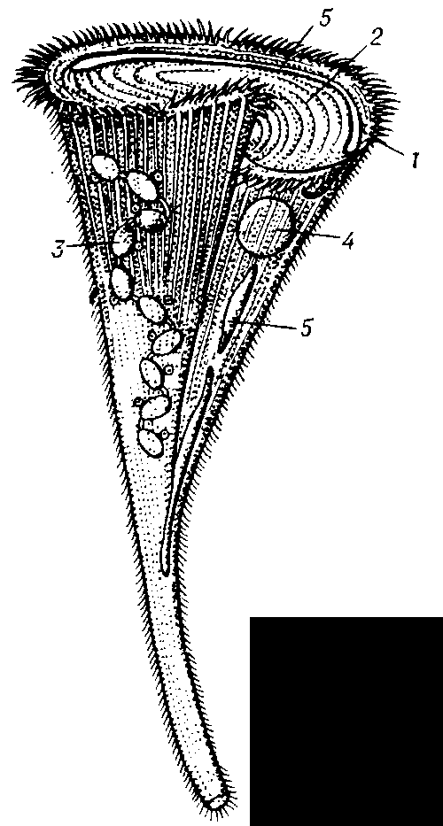 ТРУБАЧИ фото