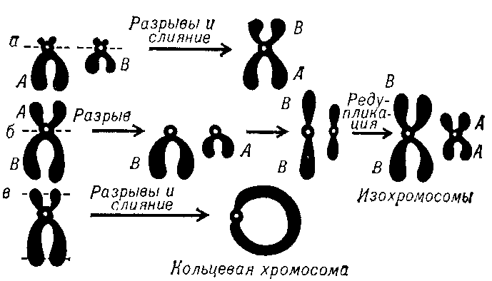 ХРОМОСОМНЫЕ ПЕРЕСТРОЙКИ фото №1