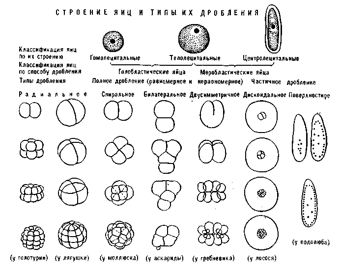 ДРОБЛЕНИЕ фото