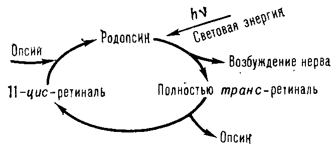 РОДОПСИН фото