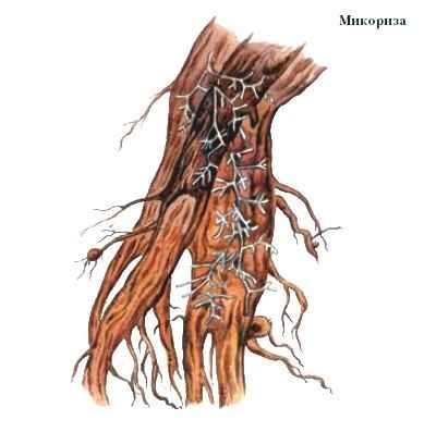 МИКОРИЗА фото