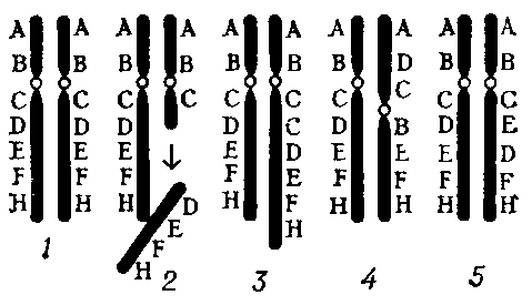 ХРОМОСОМНЫЕ ПЕРЕСТРОЙКИ фото №2