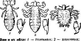 ВШИ фото №1