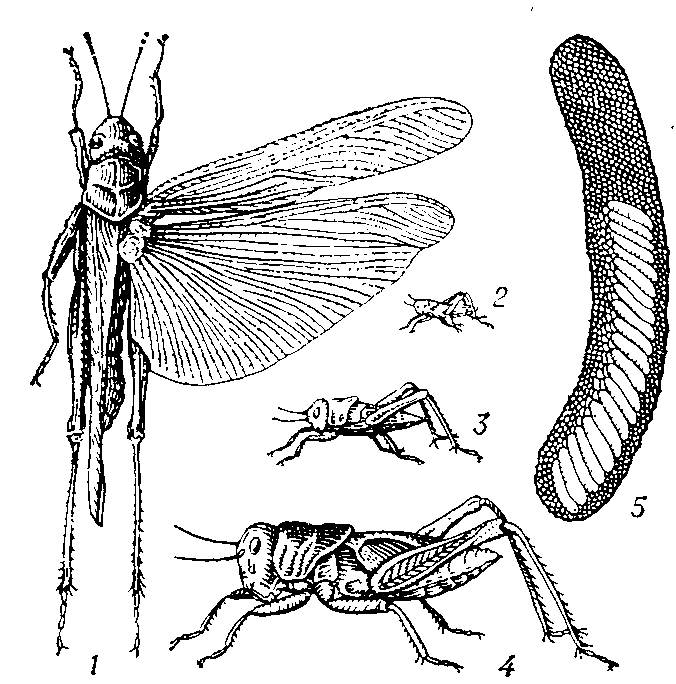 ПЕРЕЛЁТНАЯ САРАНЧА фото