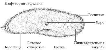 ТУФЕЛЬКА фото