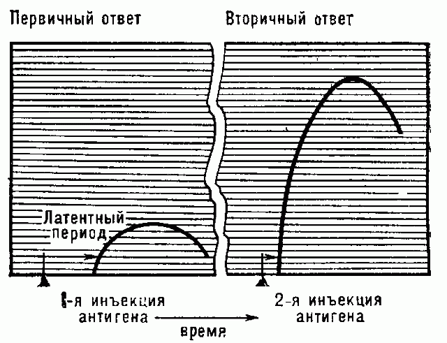 ИММУНОЛОГИЧЕСКАЯ ПАМЯТЬ фото