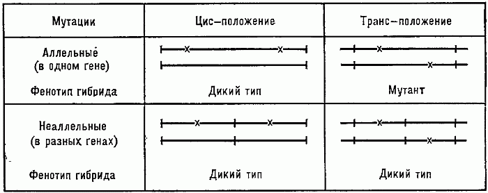 ЦИСТРАНСТЕСТ фото