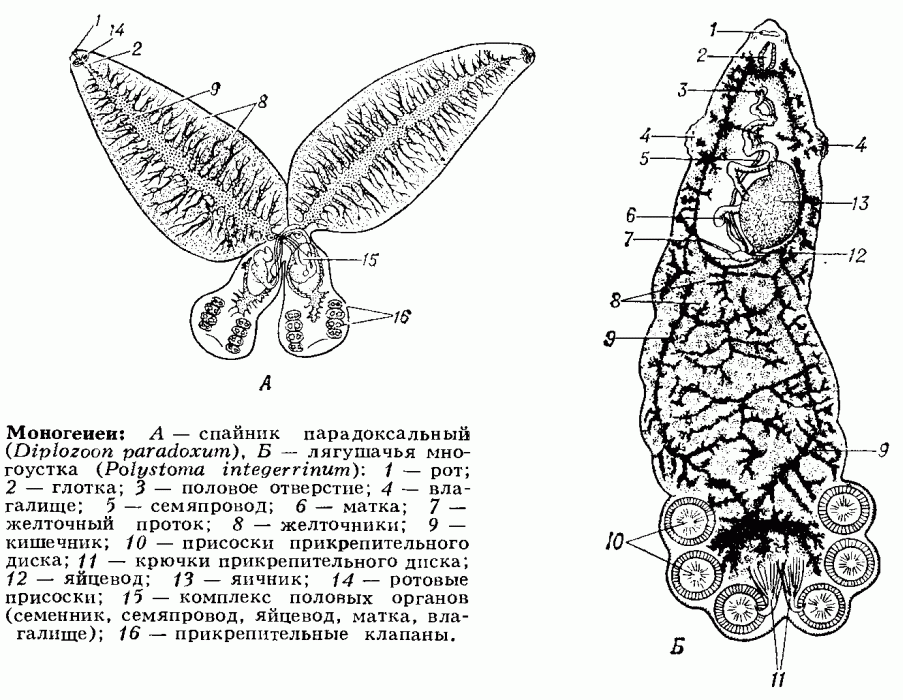 МОНОГЕНЕИ фото